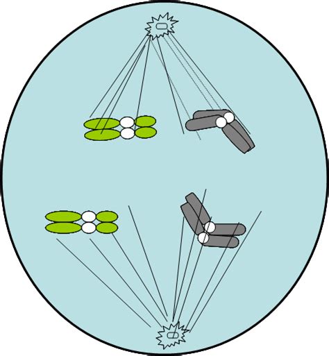 Perbedaan tumbuhan dikotil dan monokotil tumbuhan dikotil dan tumbuhan monokotil mempunyai perbedaan yang sangat mencolok mulai dari batang akar biji daun dan bunga. Tahap-tahap Pembelahan Sel- MITOSIS | Materi Pelajaran Biologi
