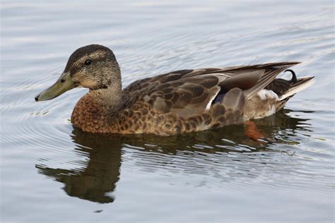 Michigan Exposures Ducks At Gallup Park