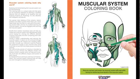 Whether you're a medical student or just curious, this list of the best books about human anatomy, these books can help you learn more about human. Muscular System Coloring Book - YouTube