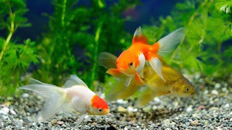 Desktop Wallpaper Beautiful Fishes In Aquarium Hd Image Picture