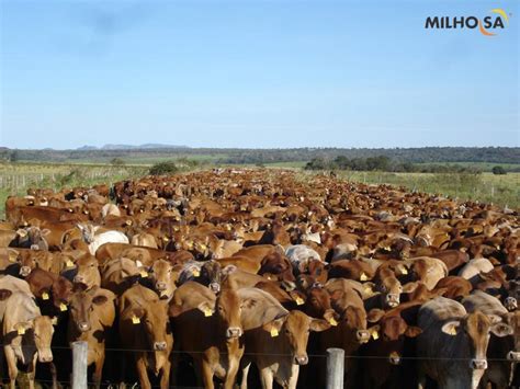 Este é muito importante para que não. Confinamento de gado - Milho SA