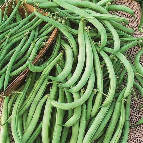 Bush beans these beans stay on the ground and habituate more a plain growing space. Improved Tendergreen Organic Bush Bean Seeds - Fox Hill ...