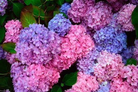 Letto di fiori di ortensie. Ortensia come coltivarla