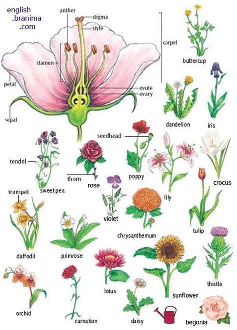 Flowers And Plants Vocabulary In English Eslbuzz