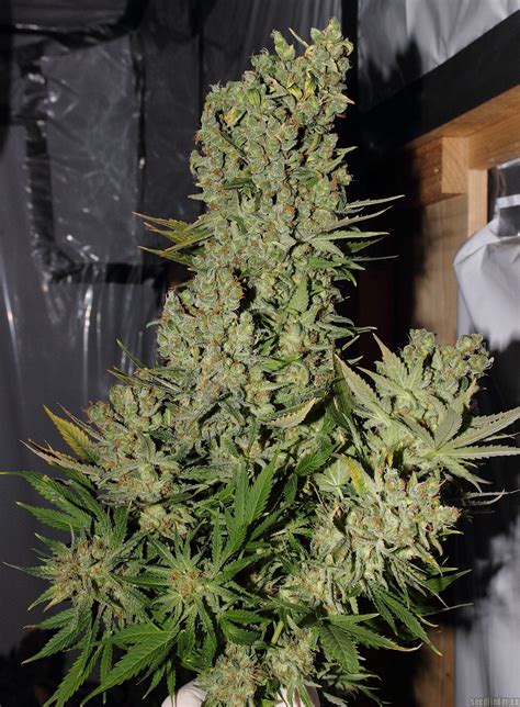 Strain Gallery Chronic Serious Seeds Pic 14051587795622956 By Flash