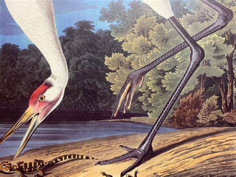 Fine art - Princeton Audubon Essex New-York Historical Society Edition - Princeton Audubon Prints