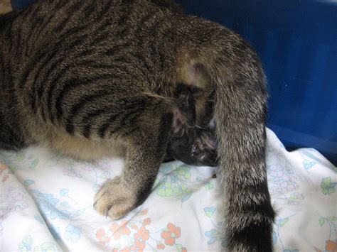 Sometimes a cat in your dream might signify some of your characteristics. File:Cat birth 1.jpg - Wikimedia Commons