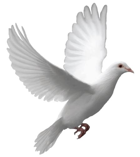 101 Dove Png Transparent Background 2019 Free Download