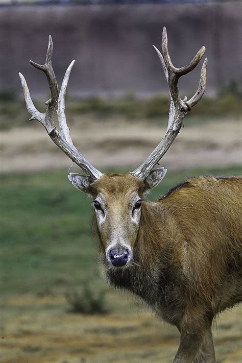 As far as science is concerned, hoofed animals evolved tens of millions of years ago. Père David's Deer - aka milu 麋鹿 or elaphure, is a species ...