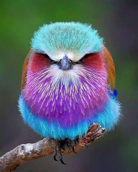 The Beautiful Yet Feisty Lilac Breasted Roller Bird Africas Most