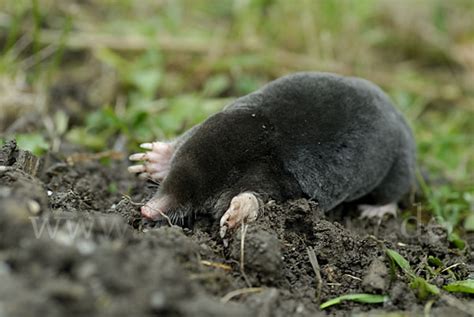 Der maulwurf und der engerling auf der wiese. Maulwurf (Talpa europaea) aus Säugetiere (6572) - fokus ...