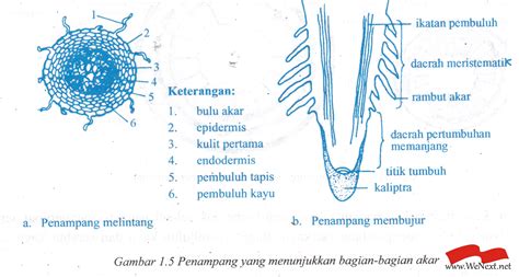 Maybe you would like to learn more about one of these? dapurpacu2016: 3 Modifikasi Epidermis Beserta Fungsinya Images