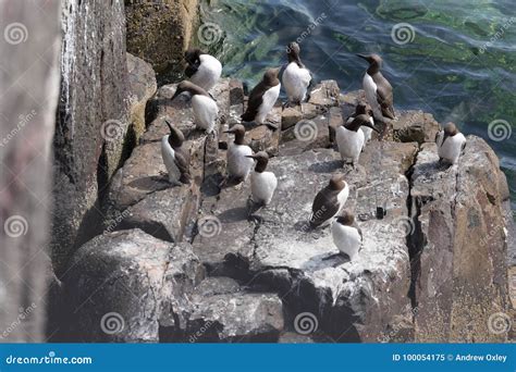 Large Nesting Seabird Colony Stock Image Image Of Standing Natural