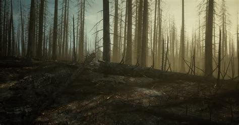 Black Ashes Of Canary Pine After Forest Fire Stock Video Envato Elements