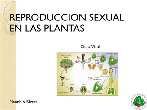 reproduccion sexual en plantas