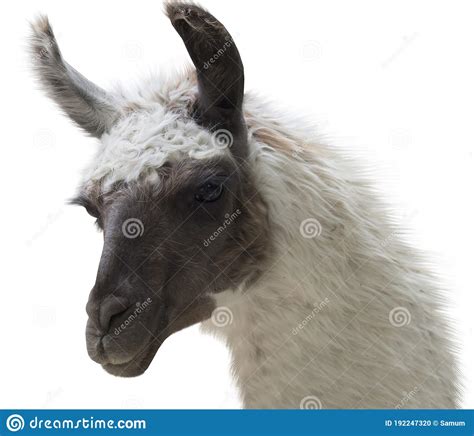 Very Beautiful Lama Portrait On White Stock Photo Image Of Animal
