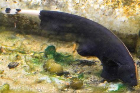 Black Ghost Knifefish Apteronotus Albifrons Dan S Fish