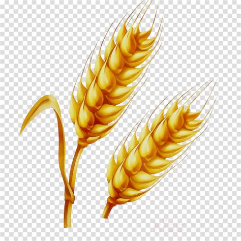 Download High Quality Wheat Clipart Trigo Transparent Png Images Art