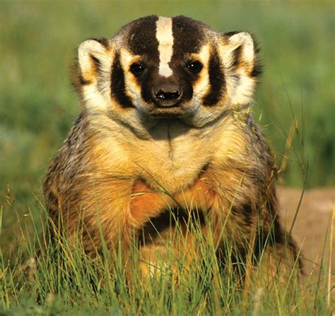 They protect animals threatened by issues like climate change and the misuse they work towards finding solutions to pressing environmental challenges. Building solutions to the biodiversity crisis - CPAWS ...