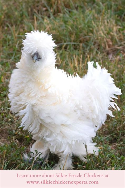 Silkie Frizzle Chickens In 2021 Frizzle Chickens Silkies Silkie Chickens