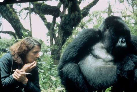 Dian Fossey And Gorilla In The Mist Gorillas In The Mist Dian