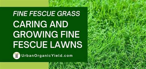Tall Fescue Vs Fine Fescue Which Is The Better Turf Grass 59 Off