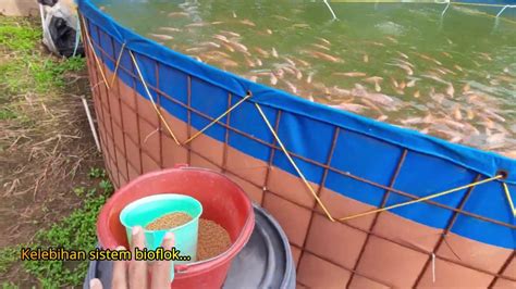Kelebihan Dan Kekurangan Budidaya Ikan Nila Sistem Bioflok YouTube