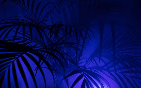 Download Wallpaper 3840x2400 Palm Tree Silhouettes Leaves Branches