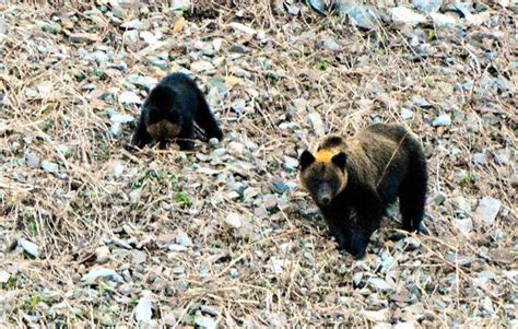 熊出沒主意！日本北海道棕熊襲擊民宅 3隻家犬1死2傷 尋夢財經