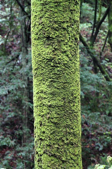 Green Moss Covered Tree Photograph By Pierre Leclerc Photography Fine