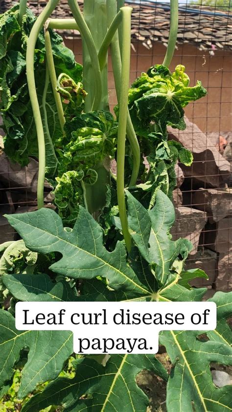 Leaf Curl Disease Of Papaya Plant Diseases Papaya Curls