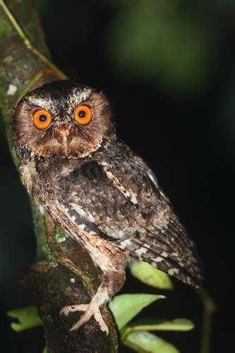 Javan Scops Owl Otus Angelinae · Inaturalist