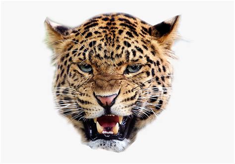 Angry Leopard Transparent Image Animal Graphic Hd Png Download Kindpng