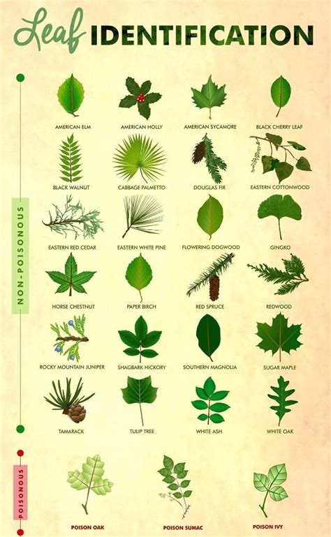 Pin By Jen Hardman Waybright On Nature Leaf Identification Survival