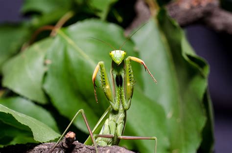 10 Wondrous Praying Mantis Facts