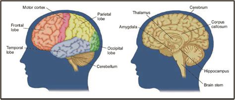 Brain The Brain Stem The Diencephalon The Cerebrum The Cerebellum
