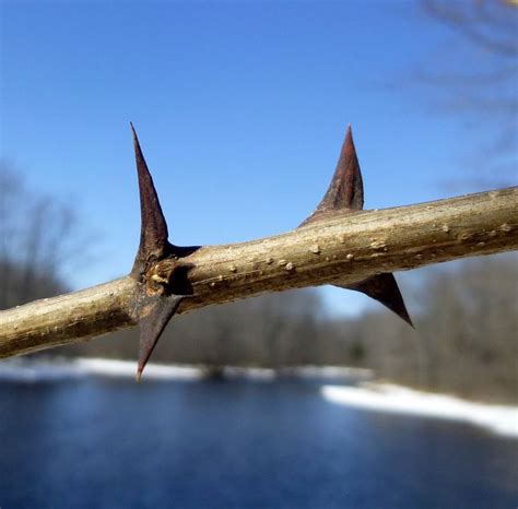 Black Locust Thorns Can Be Safety Property Fencing Natural Barbed