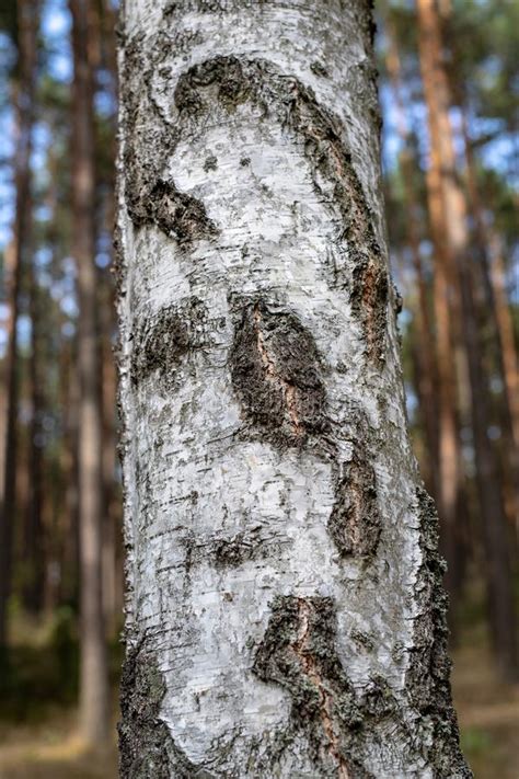 Bark On A Healthy Birch Stump Pien Tree Growing In The Forest A Stock