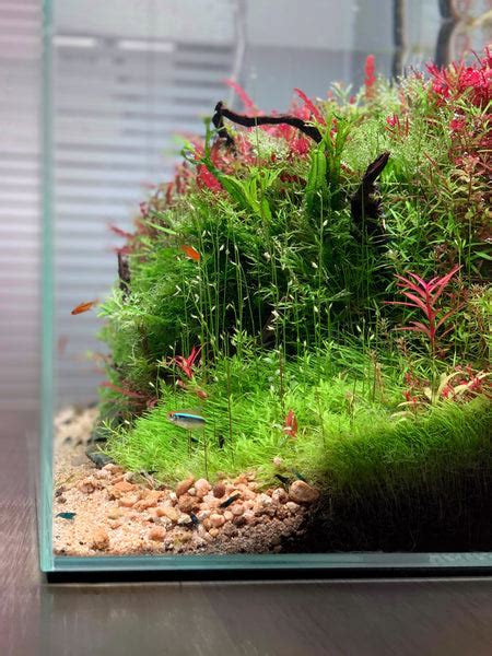 A Beginners Guide To Keeping Shrimp In A Planted Aquarium — Buce Plant