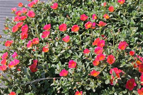 Moss rose is an extremely easy plant to grow, almost to the point of becoming weedy. Moss Rose (Portulaca ColorBlast™ Plumberry) - Garden.org