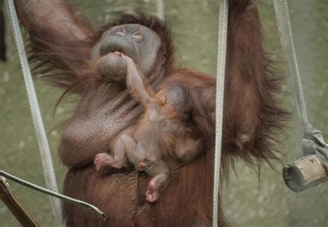 Chester Zoo Welcomes Beautiful Baby Bornean Orangutan