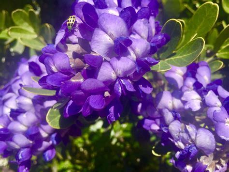 15 Native Texas Plants Accustomed To The Harsh Climate And Soil