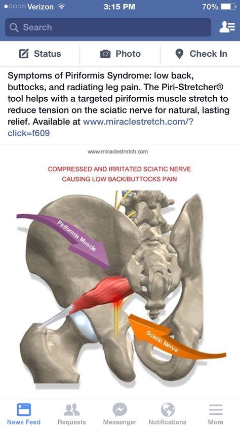 Muscles Piriformis Anatomy And Physiology Images And Photos Finder