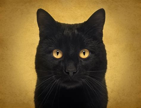 Close Up Of A Black Cat Looking At The Camera On Orange Background