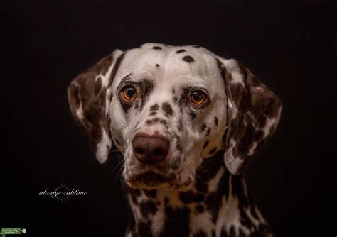 Dalmatian Liver Spots Stud Dog Dayton Breed Your Dog