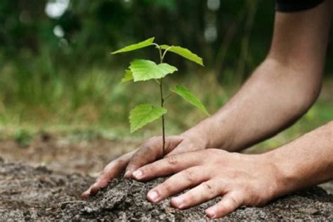 Ecosia Plante Il Vraiment Des Arbres - Ecosia : le google environnemental qui rendrait le monde plus vert | La