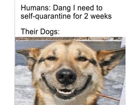 18 Quarantine Pet Memes We Cant Get Enough Of Jetsetter