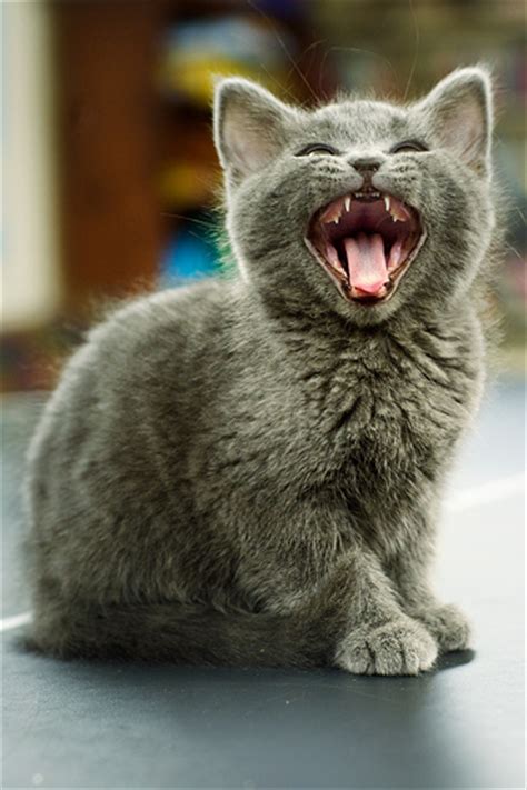 Kittens are born with no teeth and then grow their first set of deciduous teeth. Healthy Teeth Right From The Start | Bay Cities Animal ...
