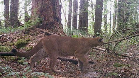 Strong Possibility Cougar Killed Was The One That Attacked Oregon Woman Official Says