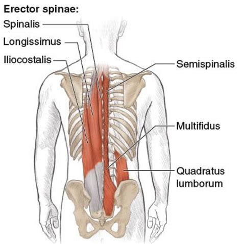 Figure Spinal Extensors And The Quadratus Lumborum Back View Of Vertebral Column The